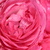 Roz - Trandafiri miniatur - pitici - Moin Moin ®